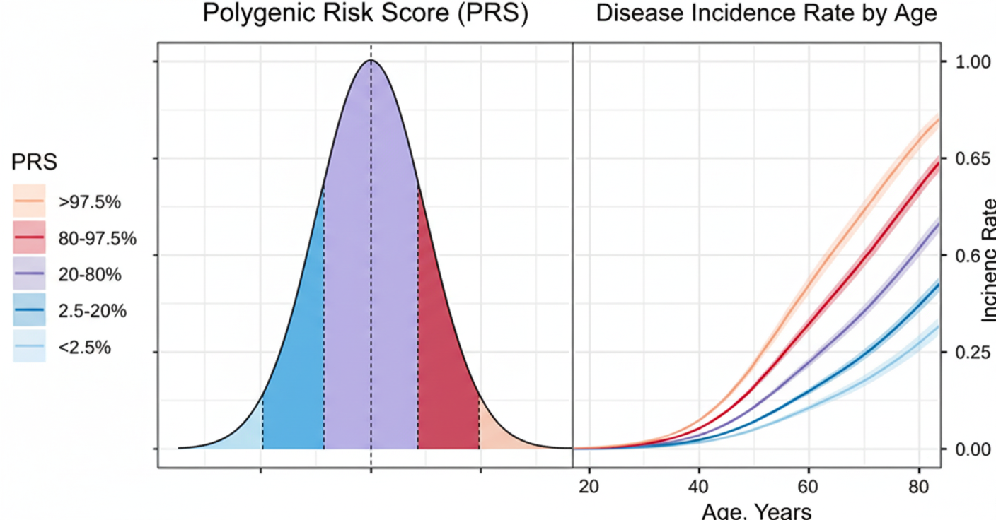 Grafische Darstellung von Polygenetischen Risiko-Scores
